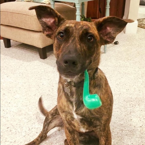 Meet your Posher, BAM - Picture 2 of 6